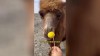 Kamel futtert eine Zitrone