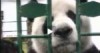 der panda und die jacke