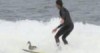 Surfing Duck