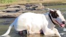 Abkühlung im Wasser