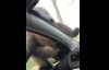 Affe pinkelt ins Auto