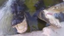 Alligator beißt in Kamera