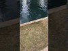 Backflip in den Pool