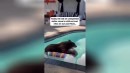 Bär chillt im Pool