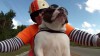 Biker Bulldogge