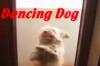 Dancing Dog  #2