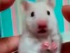 Dramatischer Blick eines Hamster