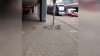 Enten an der Ampel