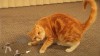 Ginger Cat vs The Paper Army