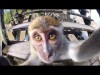 GoPro Best of Animals 2014