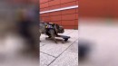 Hund auf Skateboard #2