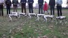 Hunde-Roboter