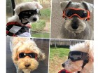 Hundebrille