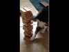 Jenga Katze