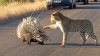 Leopard vs Stachelschwein