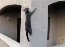 Mission Impossible - Katzen