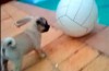 Mops vs. Ball