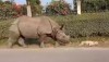 Nashorn weckt Hund auf