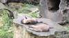 Otter spielt mit einem Stein