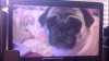 Paranormal Pugtivity