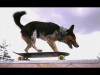 Parkour Hund #3