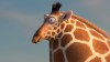 ROLLIN´ WILD: Giraffe