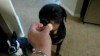 Rottweiler mag keine Shrimps