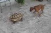 Schildkröte vs. Hund