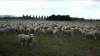 Sheep Protest!