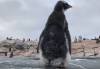 Süßer Pinguin