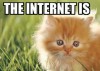 The Internet Is Made Of Cats