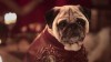 The Pugs of Westeros