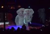 Tier - Hologramme im Zirkus