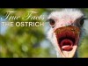 True Facts: The Ostrich