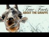 True Facts: The Wacky Giraffe