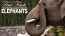 Wahre Fakten: Elefanten