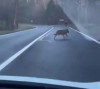 Wolf verfolgt Radfahrer