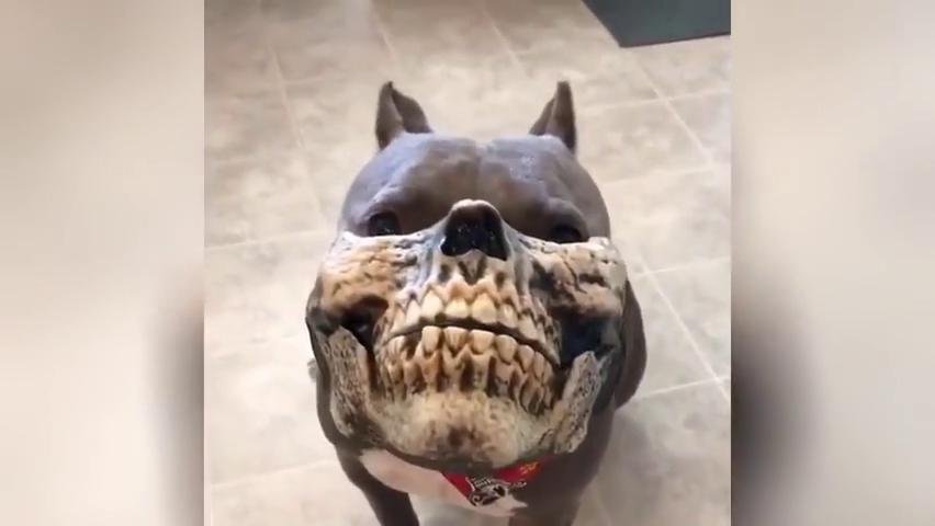 Hund mit Maske Video auf