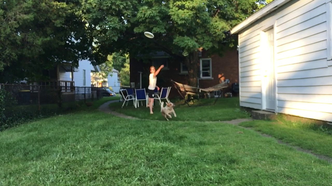 Hund vs. Frisbee Video auf