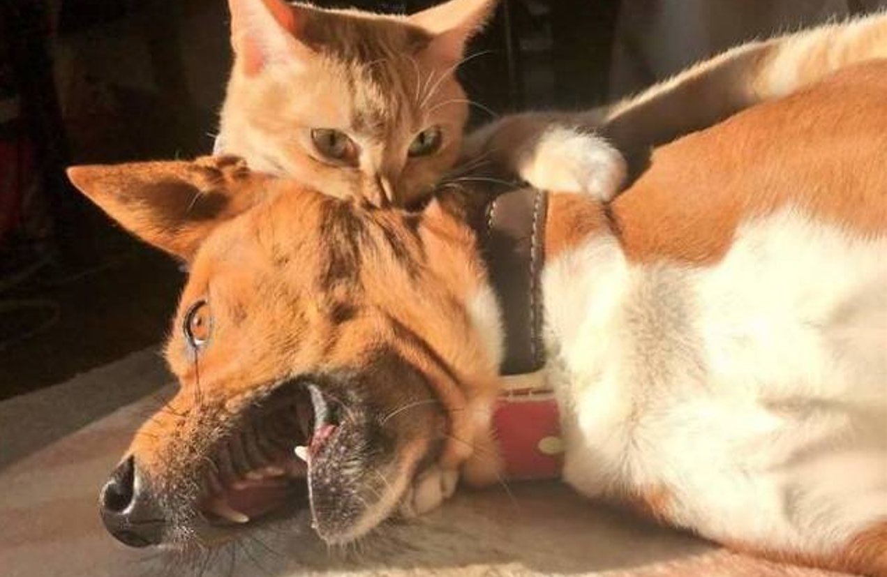 Katzen vs. Hunde Bilder auf