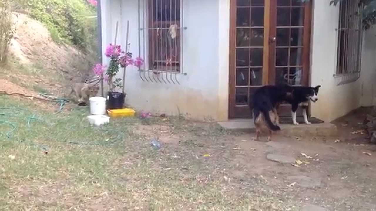 Löwe vs. Hund Video auf
