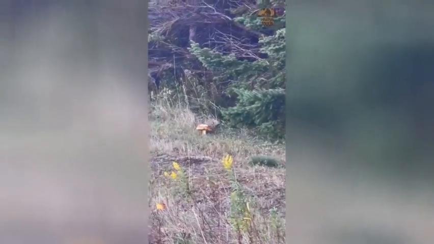 Neulich Beim Pilze Sammeln Video Auf Bildschirmarbeiter