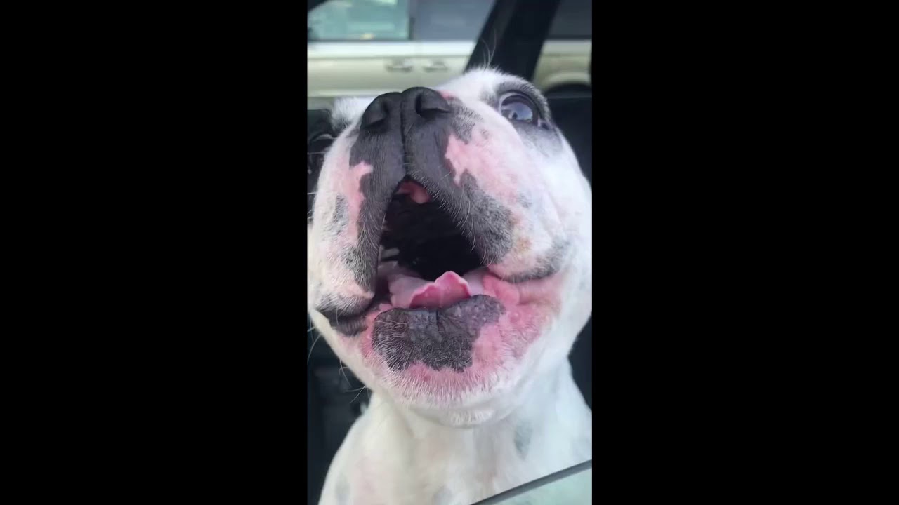 singender Hund Video auf