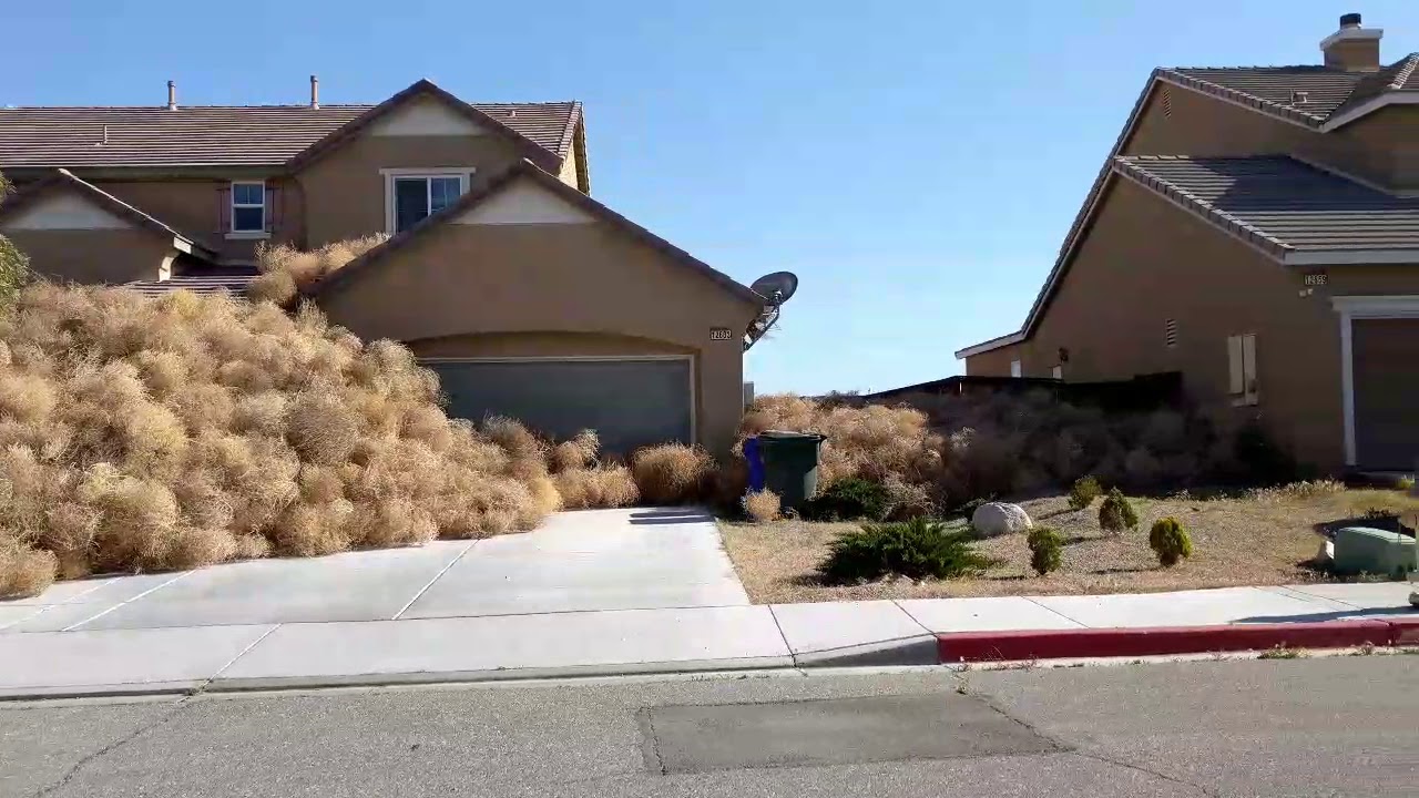Mobridge Remembers the Attack of the Tumbleweeds