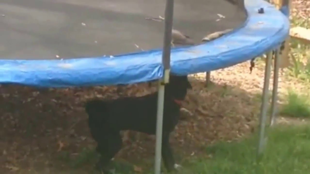 Vogel + Hund + Trampolin Video auf